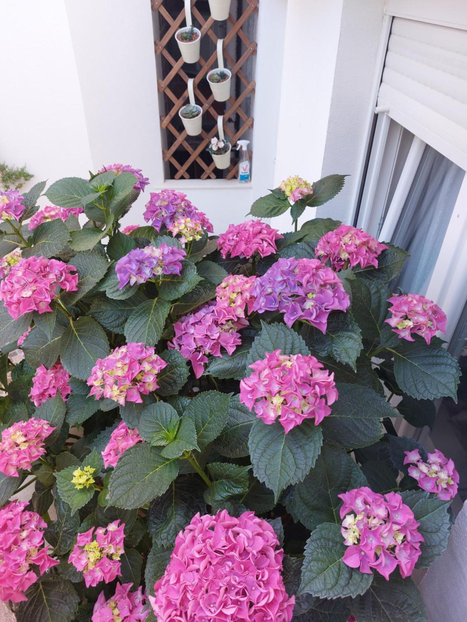 Apartmani Mirona - Tucepi Bagian luar foto